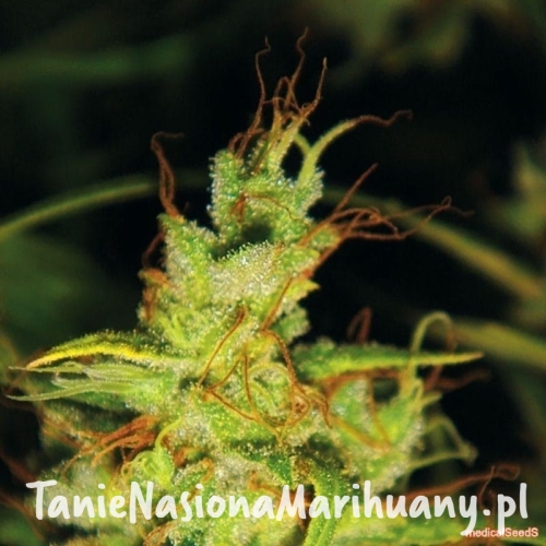 6e65e9bb22cba7340eb9d1845224cda7