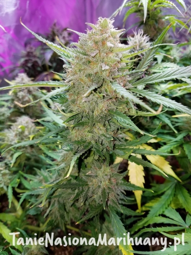 6ea70556e5c07fe9c2d29bfe567ff6d5