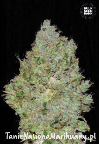 6ed21b6f31f92d1dca9871dd5e7922c4