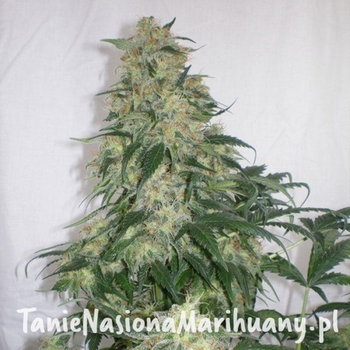 6f4030dfa4917b7ebfaa7bc6737c2fd4