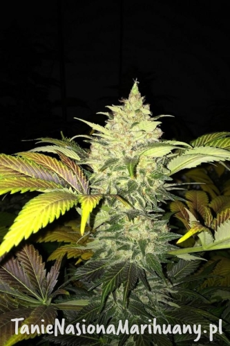 702d8deab8fcfa988c5ed2a2a68dd34a