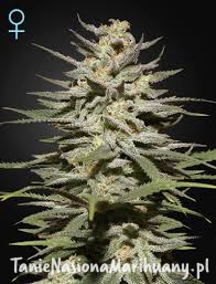 703e4a65bfee1c189d6411e6d7aa02ab