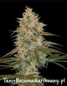 70dd9b5410e9f0adcdcdd1d73a6643bc