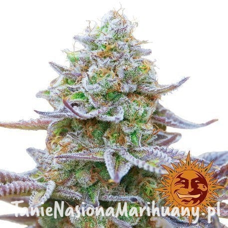 70e65e0e5315ccd22574c592d0c61322