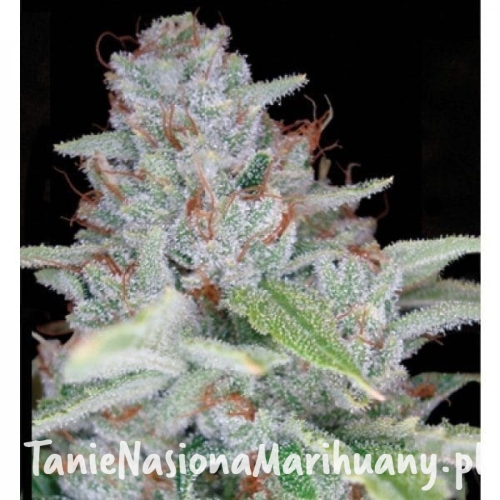 711a1ed9c15085e34777cf90edb99b33