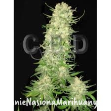 717c115b3b263b86526b040a902302fa