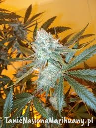 71a78c29d4033b5b64991b580bd83e07