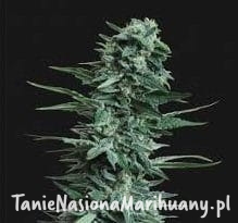 720d52993d7201197c5d8cd1e179407c