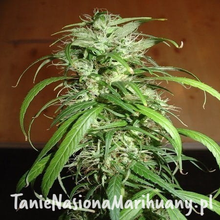 723c9716976b243aa6803ec0521ed7cb