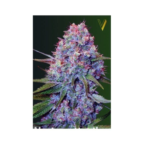 726cf7d9fffa553fa2d3e29909eeb8b6