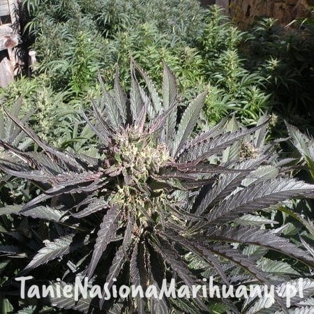 727901e6d7626f265c8a750a158b8f0c