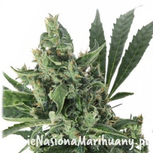 731ab11544ddd766e1eaed993fd9a843