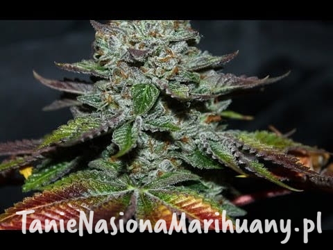 73a81e2df18a461096859eb5dcb208d9