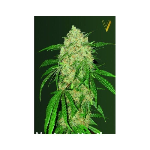 73e7994c7604127fc793e4b37b810237