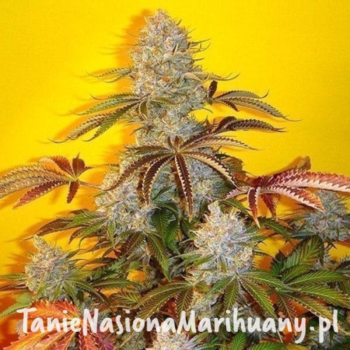 74dc6212e2472c419ff14c82178fa587