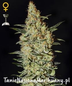 752a1aa4492d3edaeb725dbe7772ce88