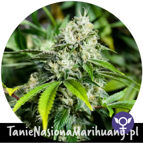 754eeac4cb977594e28c3e060c5b8801