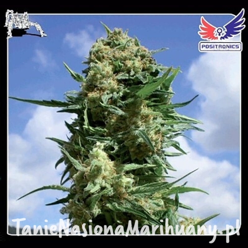 7625f1ac98c136cc6c61408c1d62f098