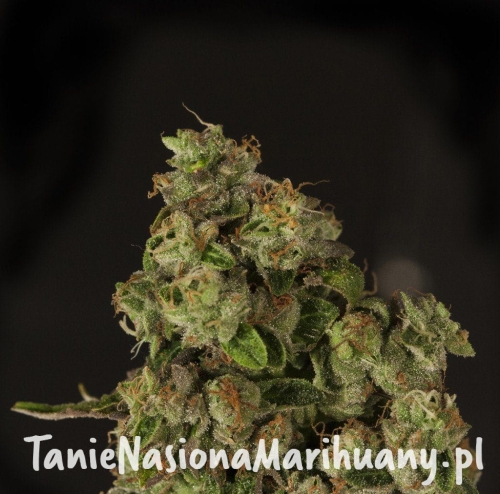 76465b843985dc3844f4e227eff90854