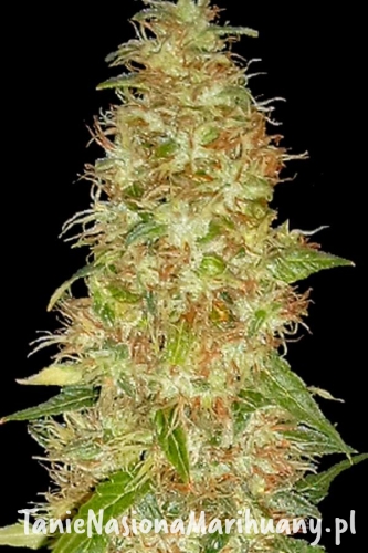 768fb65df854e7f399d1c1c31482be0b