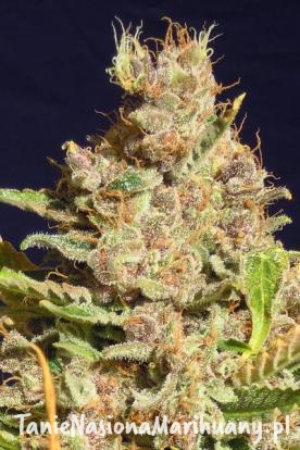 777c659eff125ee3872836e6d4bb7c75