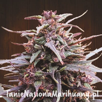 purple-haze-malawi-ace-seeds.jpg