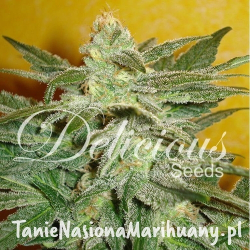 77c07b42a5a44d03be3224d9825dc5e4