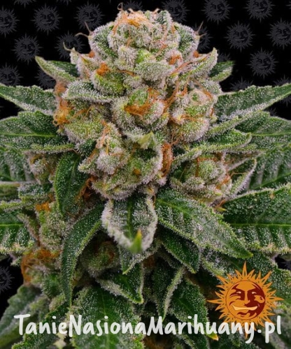 skywalker-og-auto_circle_new_21_360424.jpg