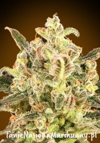 auto_biodiesel_mass_xxl.jpg