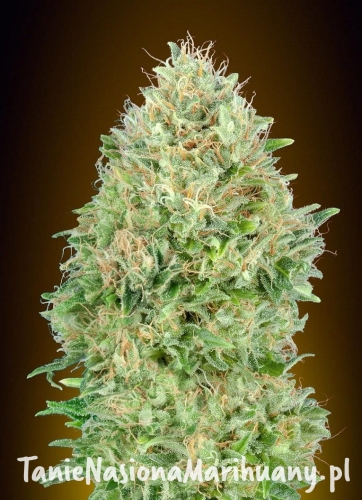 pineapple-glue-advanced-seeds-1.jpg