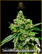 white-widow-anaconda-seeds-1.jpg