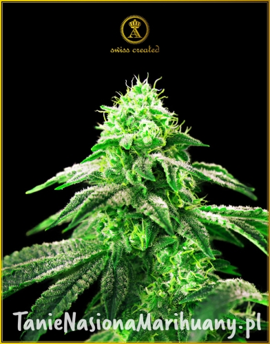 Anaconda_HYPNOTIC_FEM (1).jpg