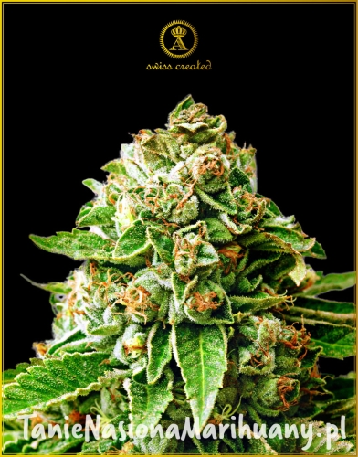 Anaconda_OK_KUSH_FEM (1).jpg