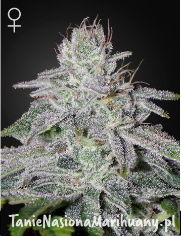 784fd86093b8c45b9efda6e345afc99f