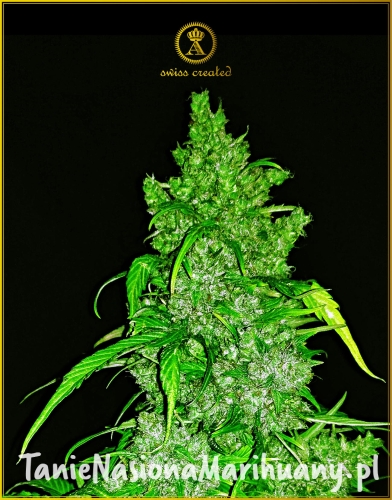 Anaconda_ANACONDA_auto (1).jpg