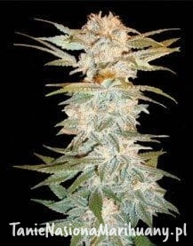 78567a56b1ee302c3c1ecd35400e0bcb