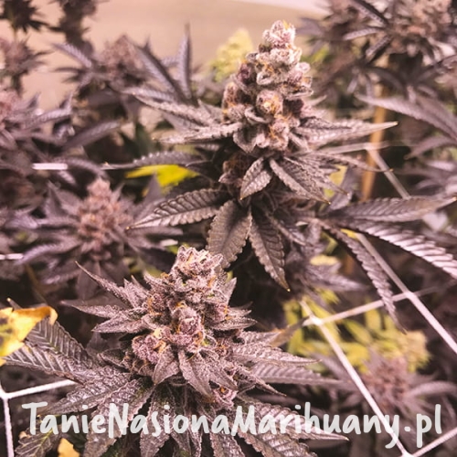 Tropicanna Cookies.jpg