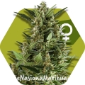 green-ak-xl (2).jpg