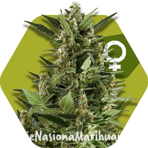 green-ak-xl (2).jpg
