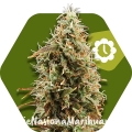 green-ak-xl-autoflowering.jpg