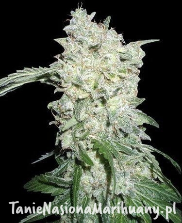 7888501cc79edd997968f0a34fa7973b