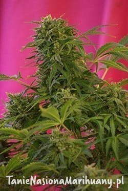 788850a436909c3a591d7e16eb6abd60