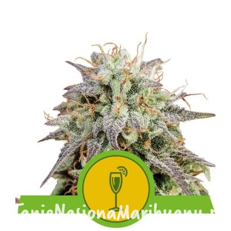 450px_mimosa-automatic_webp.jpg