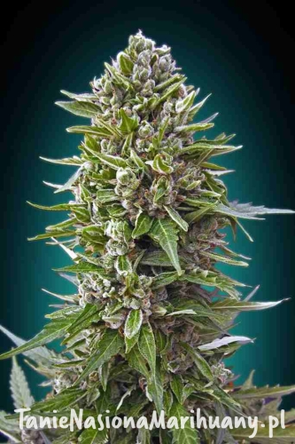 Auto-Northern-Lights-XXL_Easy-Resize.com_.jpg