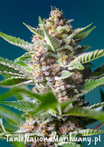 PURPLE_PUNCH_OG_R_SWS93 (1).jpg