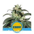 450px_royal-cbdv-automatic_webp.jpg