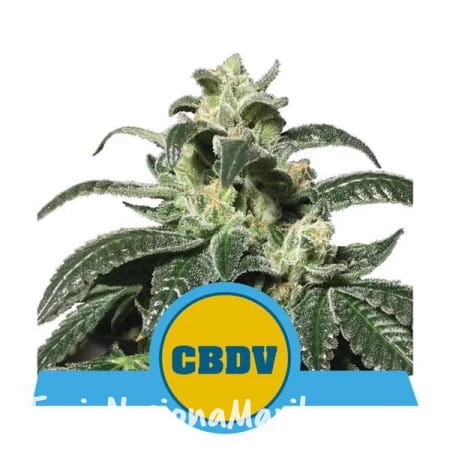 450px_royal-cbdv-automatic_webp.jpg