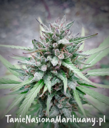 Green-Poison-Fast-768x898.jpg