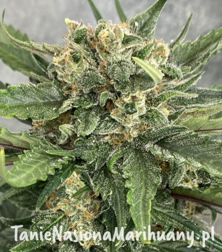 Easy-Sativa-Fast-scaled-e1586121415803.jpeg
