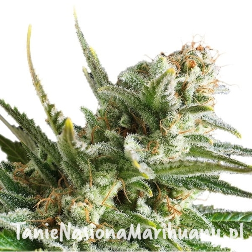 amnesia-haze1-1.jpg